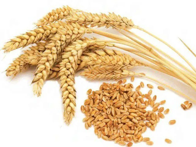 фотография продукта Пшеницу 3 класс