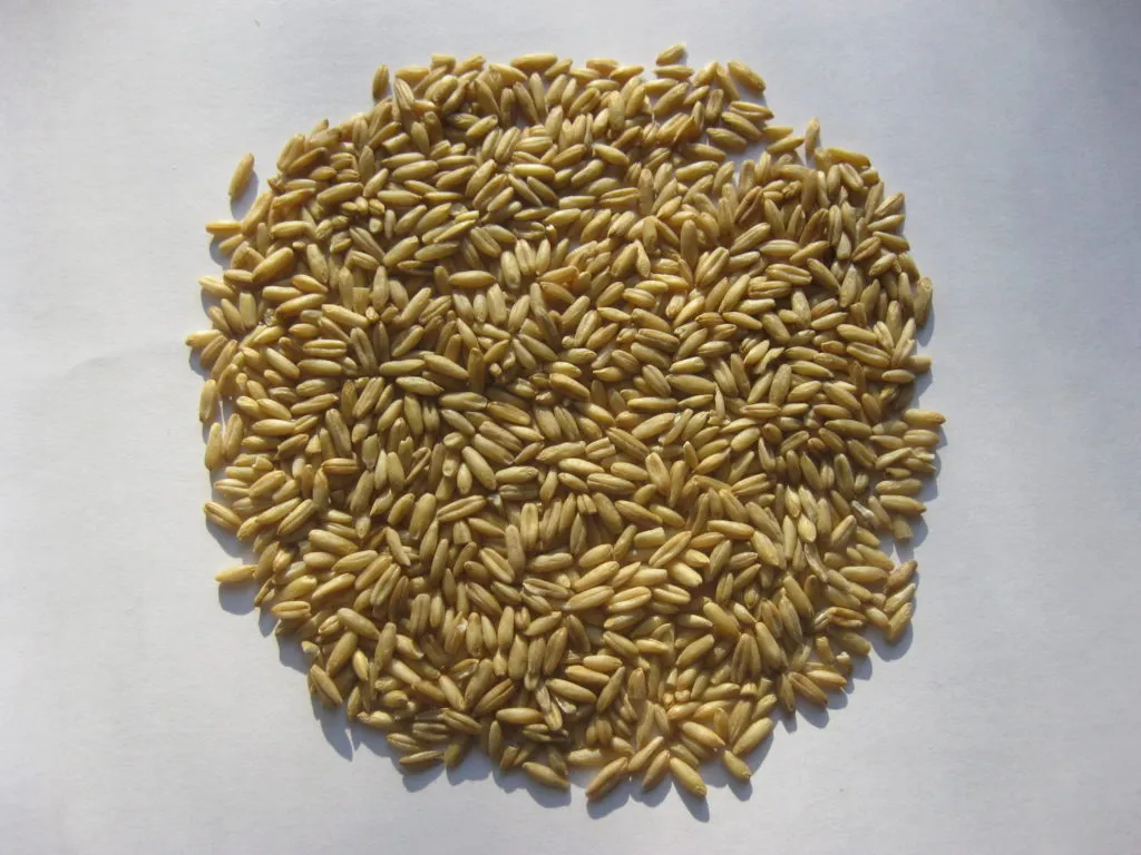 фотография продукта Продаем кукурузу