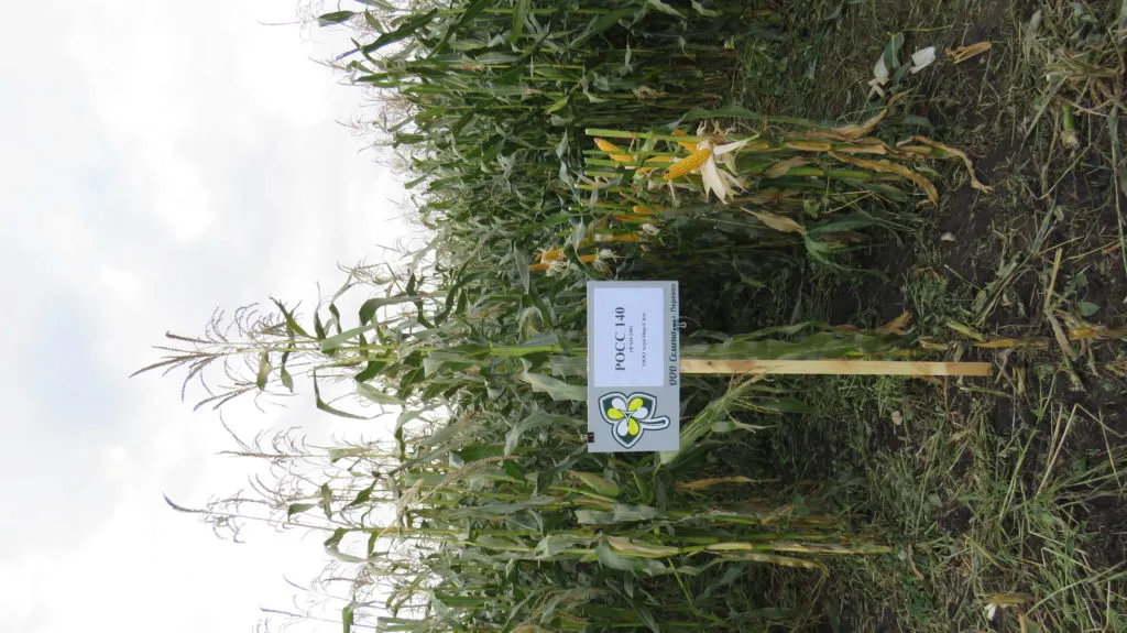 семена кукурузы РОСС 140 МВ АгроМир в Нижнем Новгороде