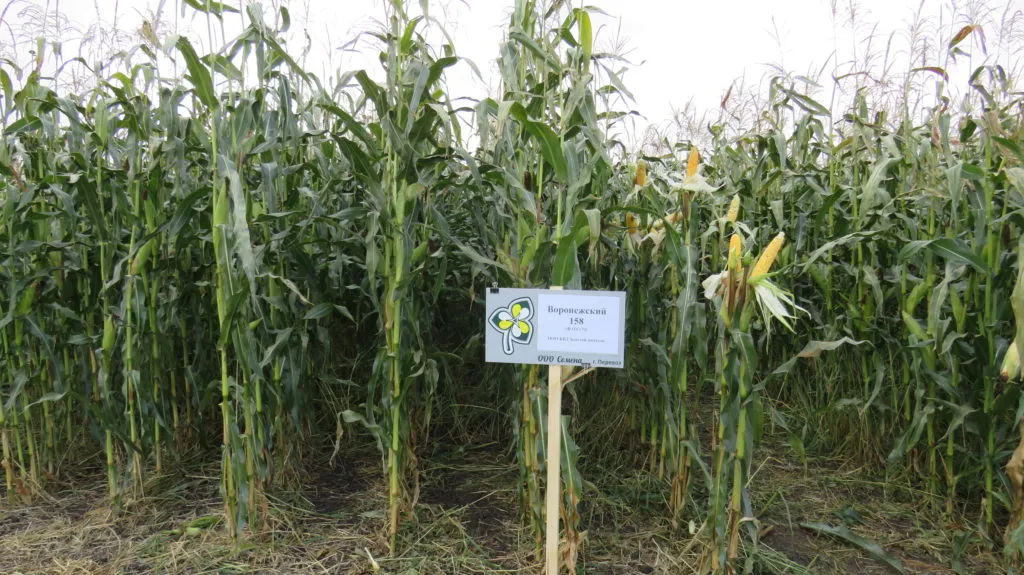 Фотография продукта семена Кукурузы   Воронежский 158 СВ