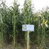 семена Кукурузы   Воронежский 158 СВ в Нижнем Новгороде