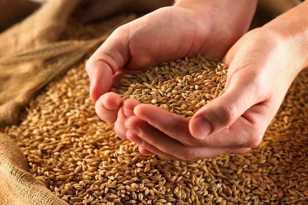 фотография продукта Пшеницу на муку в/с