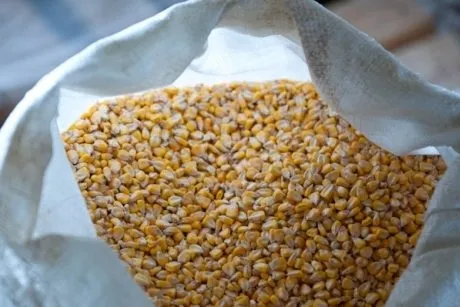 Фотография продукта Зерно кукурузное фасованное.