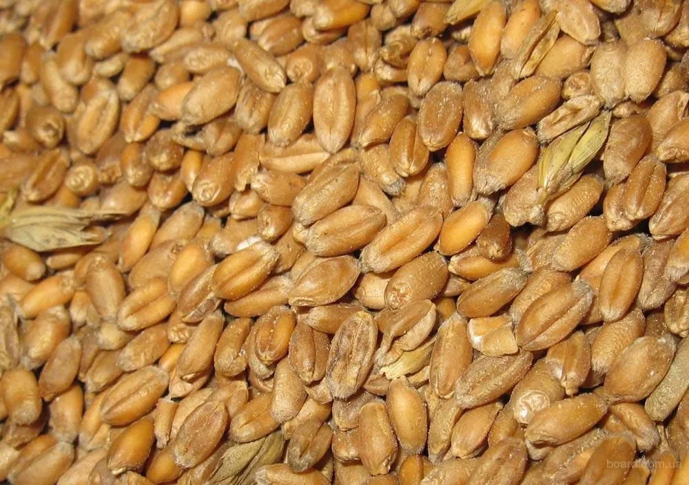 фотография продукта Пшеница 5, 4 и 3 классы