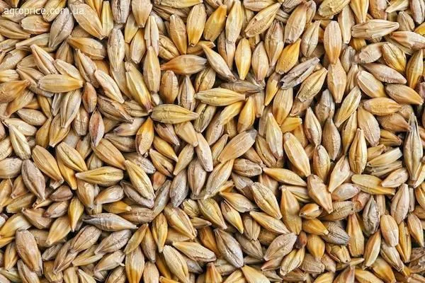 фотография продукта Закупаем пшеницу, ячмень, горох,кукурузу