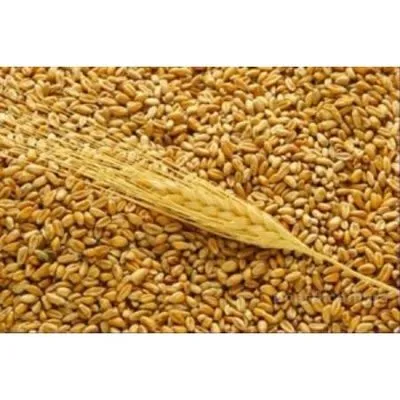 фотография продукта Пшеница экспорт 