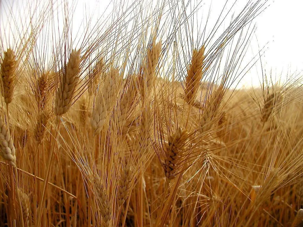 фотография продукта Пшеница, ячмень, овес.